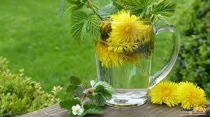 دمنوش قاصدک